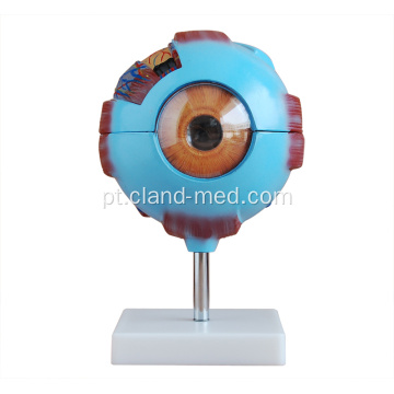 Modelo de olho gigante para ensino médico